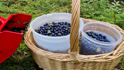 blueberry