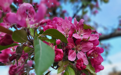 blomma